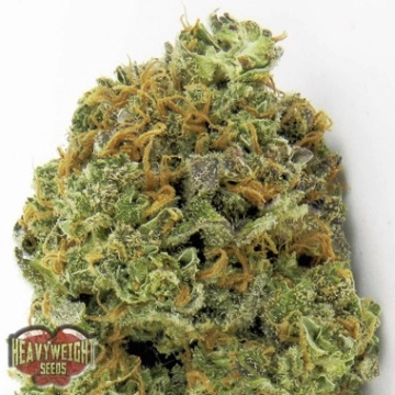 Wipeout Express Auto Autoflowering cannabis flower bud by Heavyweight Seeds