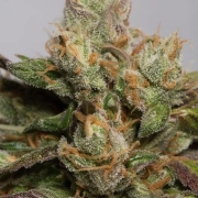 707 Truthband Feminized cannabis flower bud by Humboldt Seed Organization