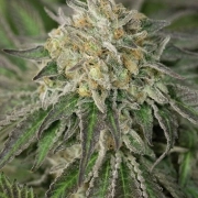 Amherst Sour Diesel Feminized cannabis flower bud by Humboldt Seed Organization