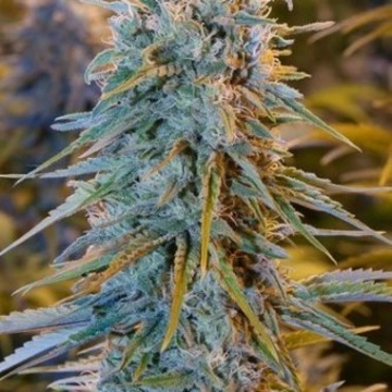 Blue Dream Feminized cannabis flower bud by Humboldt Seed Organization