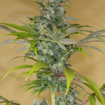 Blue Dream CBD Feminized cannabis flower bud by Humboldt Seed Organization