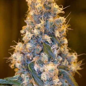 Blue Fire Feminized cannabis flower bud by Humboldt Seed Organization