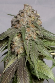 Blueberry Headband Feminized cannabis flower bud by Humboldt Seed Organization
