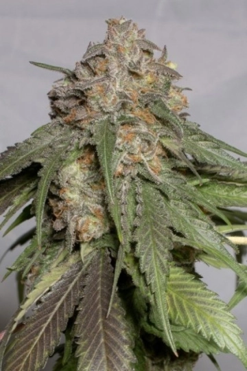 Blueberry Headband Feminized cannabis flower bud by Humboldt Seed Organization