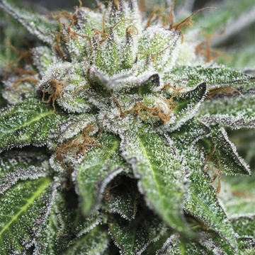 Bubba Kush Feminized cannabis flower bud by Humboldt Seed Organization