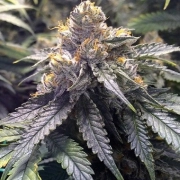 Bubba's Gift Feminized cannabis flower bud by Humboldt Seed Organization