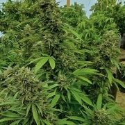 Chemdawg Feminized cannabis flower bud by Humboldt Seed Organization