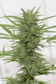 Dedoverde Haze Feminized cannabis flower bud by Humboldt Seed Organization