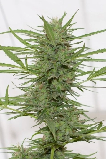 Dedoverde Haze Feminized cannabis flower bud by Humboldt Seed Organization