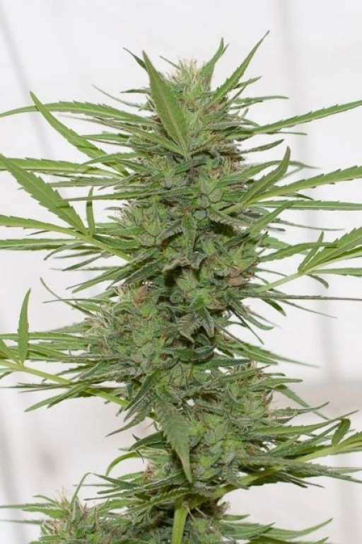 Dedoverde Haze – Humboldt Seed Organization – Feminized
