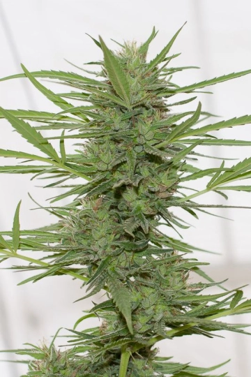 Dedoverde Haze Auto Feminised  Autoflowering cannabis flower bud by Humboldt Seed Organization