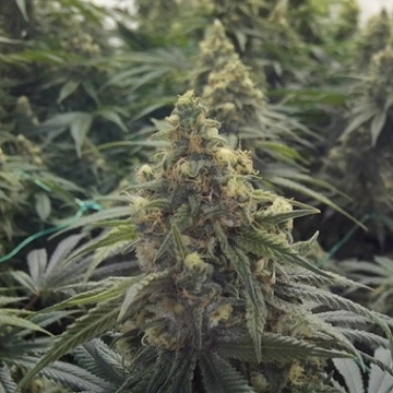 Desert Diesel Feminized cannabis flower bud by Humboldt Seed Organization