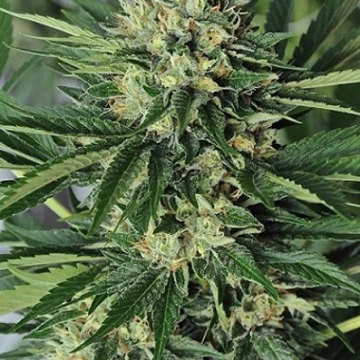 Dr Greenthumbs Em-Dog Feminized cannabis flower bud by Humboldt Seed Organization