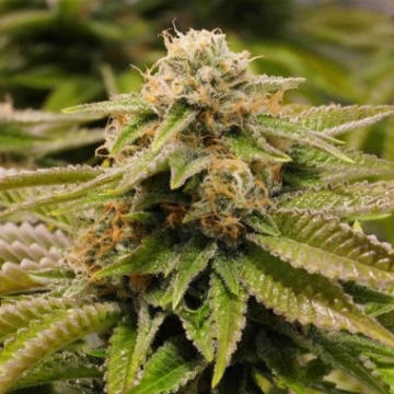Gorilla Breath Feminized cannabis flower bud by Humboldt Seed Organization