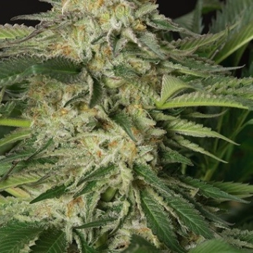 Lemon Garlic OG Feminized cannabis flower bud by Humboldt Seed Organization