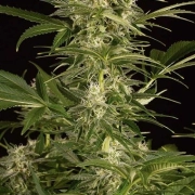 Lemon Juice Express Auto Autoflowering cannabis flower bud by Humboldt Seed Organization