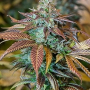 Lemon Kush Headband Feminized cannabis flower bud by Humboldt Seed Organization