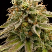Lemon Thai Kush Feminized cannabis flower bud by Humboldt Seed Organization
