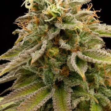 Lemon Thai Kush Feminized cannabis flower bud by Humboldt Seed Organization