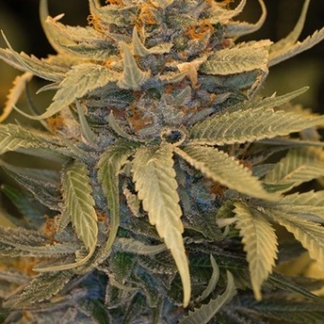Lost Coast OG Feminized cannabis flower bud by Humboldt Seed Organization