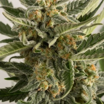 Lost Coast Skunk Auto Autoflowering cannabis flower bud by Humboldt Seed Organization