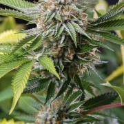 Mango Sapphire Feminized cannabis flower bud by Humboldt Seed Organization
