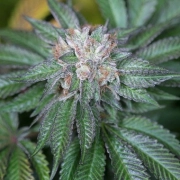 Master Kush Feminized cannabis flower bud by Humboldt Seed Organization