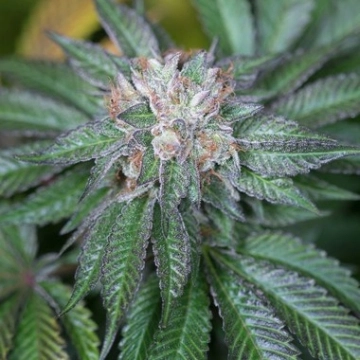 Master Kush Feminized cannabis flower bud by Humboldt Seed Organization