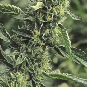 OG Kush – Humboldt Seed Organization – Feminized – Product view 2