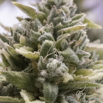 OG Kush Auto Autoflowering cannabis flower bud by Humboldt Seed Organization