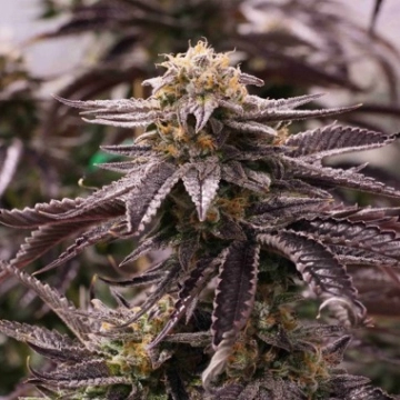 OGKZ Feminized cannabis flower bud by Humboldt Seed Organization