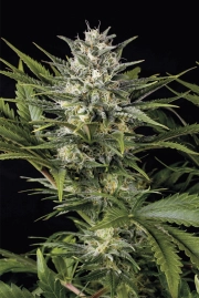 Pineapple Skunk Feminized cannabis flower bud by Humboldt Seed Organization
