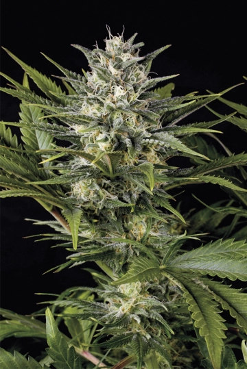 Pineapple Skunk Feminized cannabis flower bud by Humboldt Seed Organization