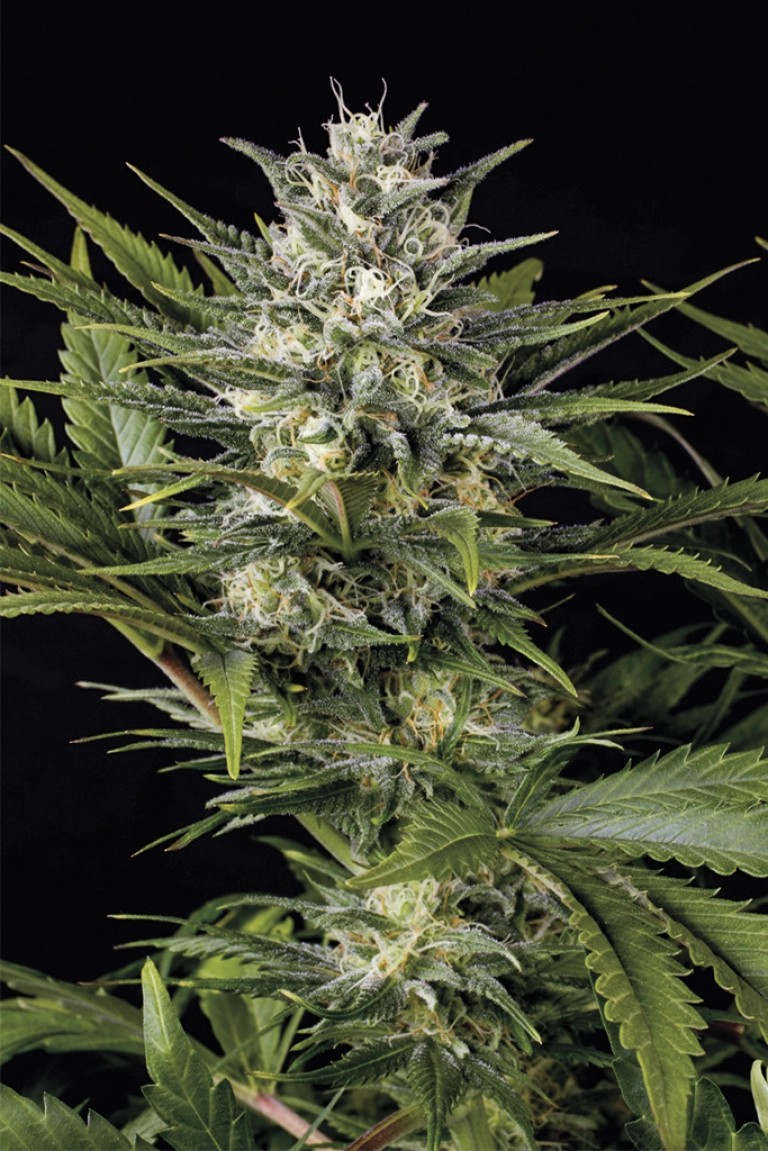 Pineapple Skunk – Humboldt Seed Organization – Feminized