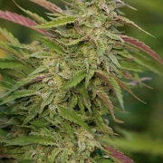 Purple Trainwreck Feminized cannabis flower bud by Humboldt Seed Organization