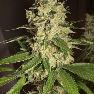 Raspberry Diesel Autoflowering cannabis flower bud by Humboldt Seed Organization