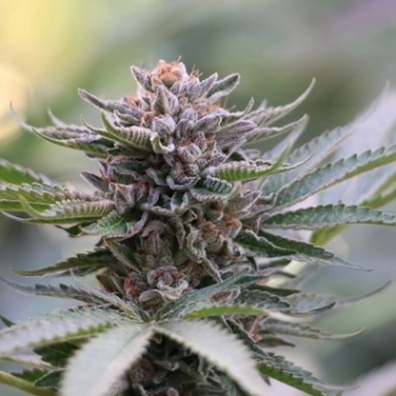 Sapphire Scout Feminized cannabis flower bud by Humboldt Seed Organization