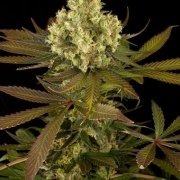Sour Blueberry Feminized cannabis flower bud by Humboldt Seed Organization