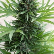 Sour Diesel Auto Autoflowering cannabis flower bud by Humboldt Seed Organization
