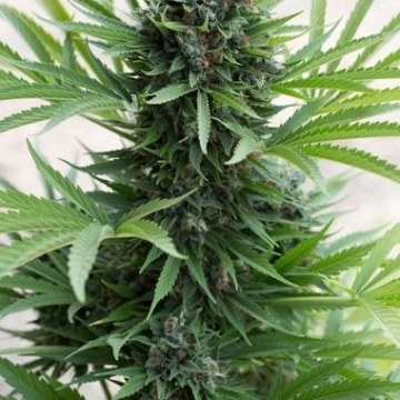 Sour Diesel Auto Autoflowering cannabis flower bud by Humboldt Seed Organization