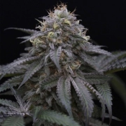 Sugar Breath Feminized cannabis flower bud by Humboldt Seed Organization