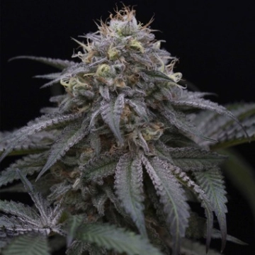 Sugar Breath Feminized cannabis flower bud by Humboldt Seed Organization