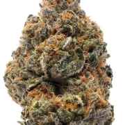 The New Feminized cannabis flower bud by Humboldt Seed Organization