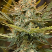 Three Blue Kings Feminized cannabis flower bud by Humboldt Seed Organization