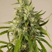 Trainwreck Feminized cannabis flower bud by Humboldt Seed Organization