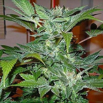Blue Ryder Regular cannabis flower bud by Joint Doctor