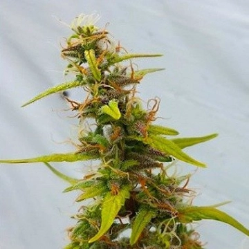 Diesel Ryder Regular cannabis flower bud by Joint Doctor
