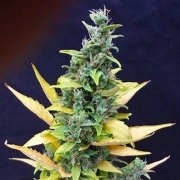 Chronic Ryder Autoflowering cannabis flower bud by Joint Doctor