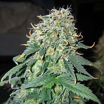 Easy Ryder Autoflowering cannabis flower bud by Joint Doctor