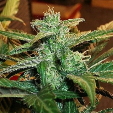 Lowryder #1 Autoflowering cannabis flower bud by Joint Doctor